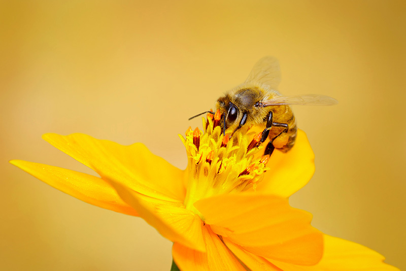 Image of bee or honeybee on yellow flower collects nectar. Golde